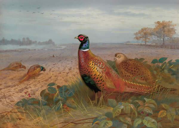 Archibald Thorburn Famous Paintings page 4